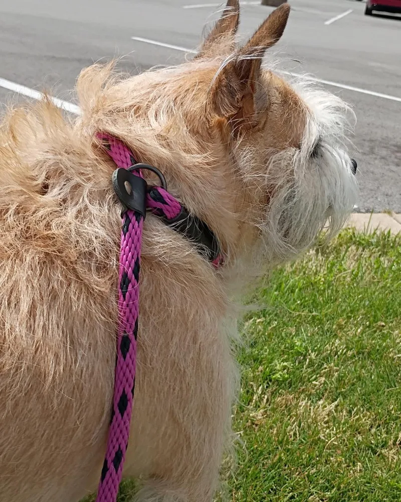 Bonnie & Clyde  thumbnail 5