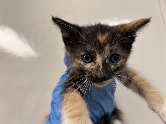 A baby small-sized female Domestic Short Hair cat named Jello for adoption in Ontario, CA