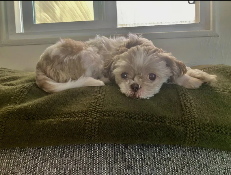 A senior small-sized female Shih Tzu dog named Daisy for adoption in Escondido, CA