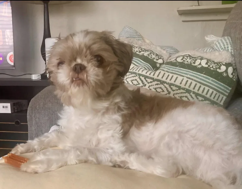 Daisy thumbnail 2