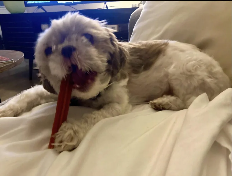 Daisy thumbnail 3