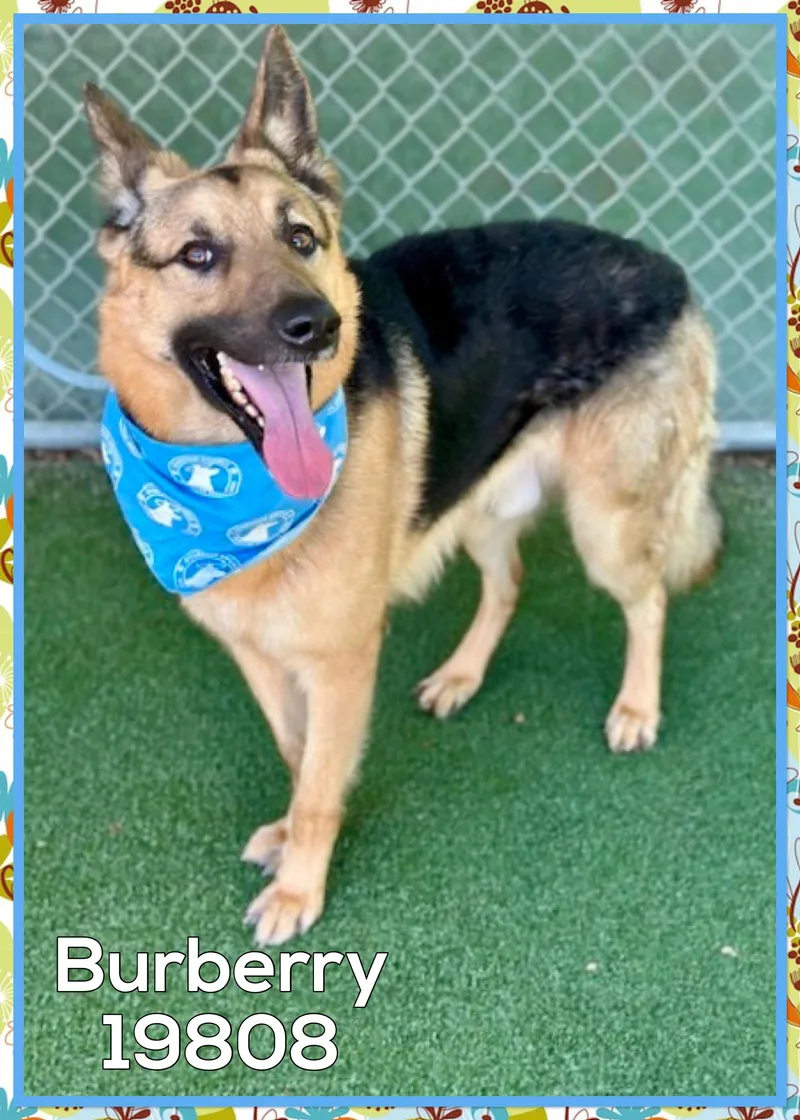 An adult medium-sized male Black German Shepherd Dog dog named Burberry for adoption in Marietta, GA