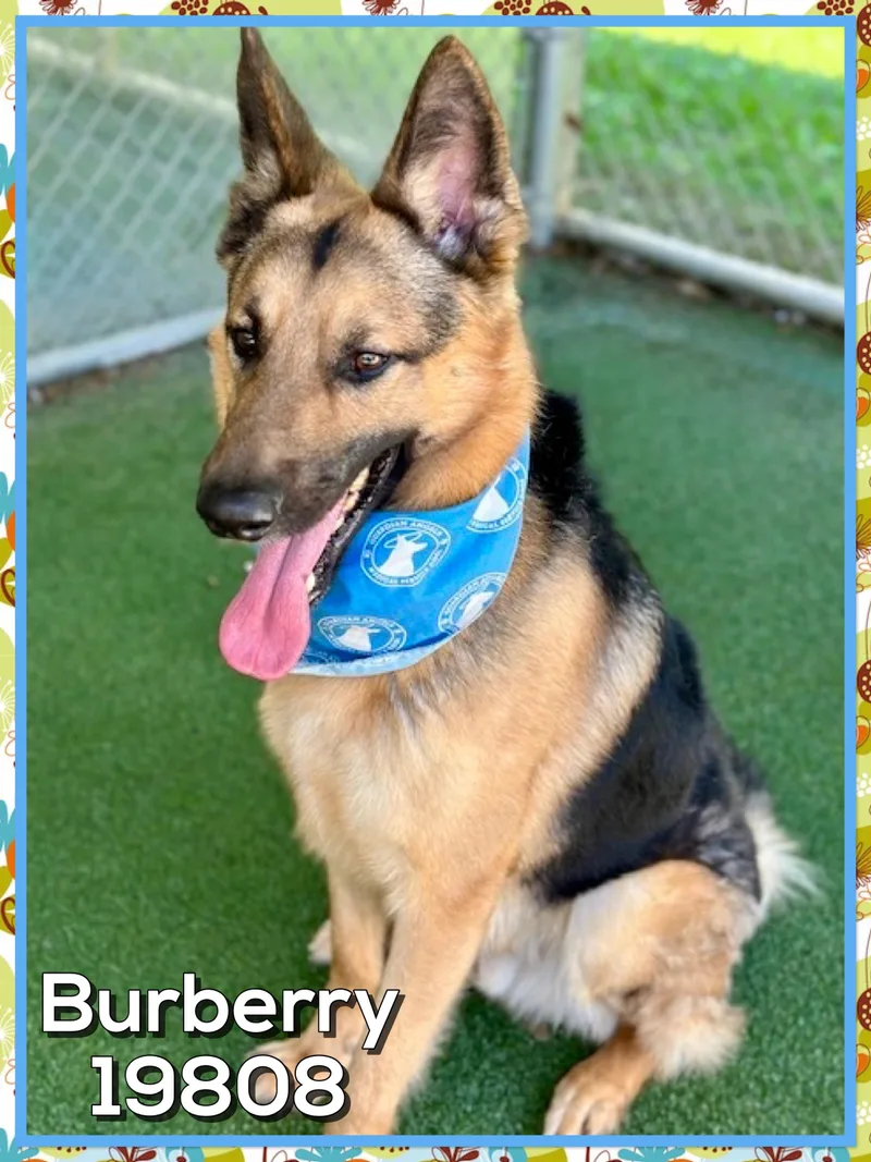 Burberry thumbnail 2