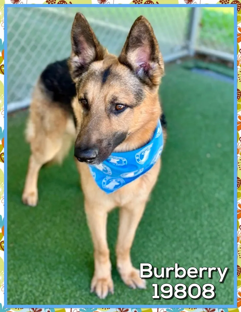 Burberry thumbnail 4