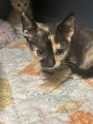 A baby medium-sized female Domestic Short Hair cat named Toffee for adoption in Picayune, MS