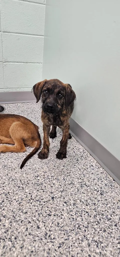 A baby medium-sized female Terrier dog named Daphne for adoption in Athens, TN