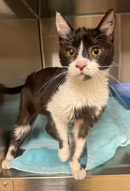 An adult medium-sized female Black Domestic Short Hair cat named Nellie for adoption in Prudenville, MI