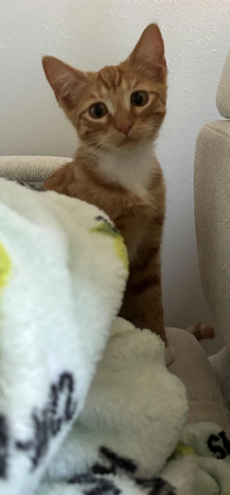 Peaches thumbnail 2