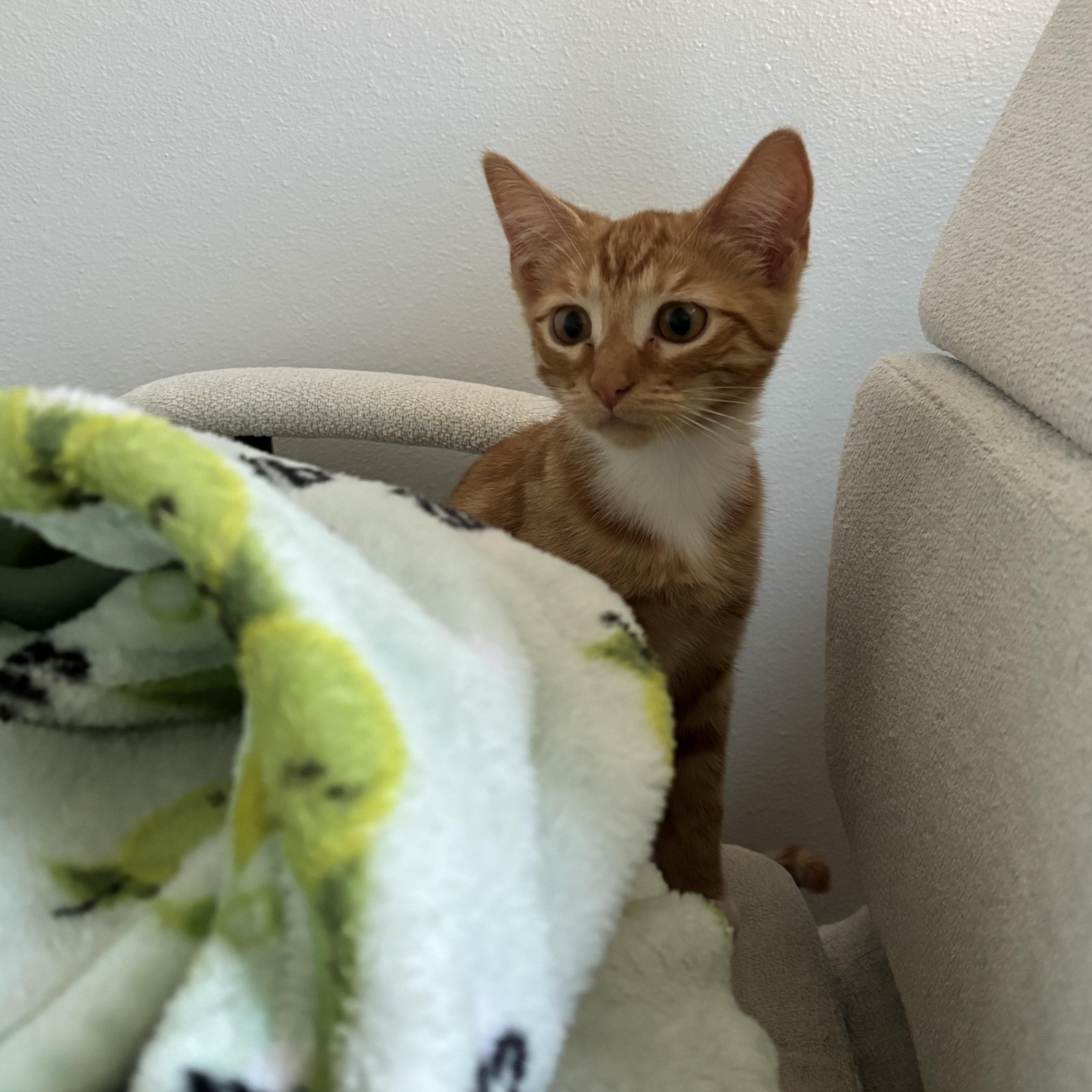 Peaches thumbnail 3