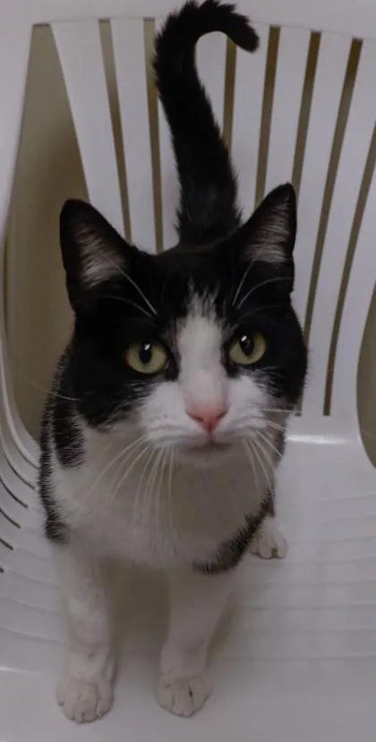 A young medium-sized female Domestic Short Hair cat named Puddles for adoption in Baraboo, WI