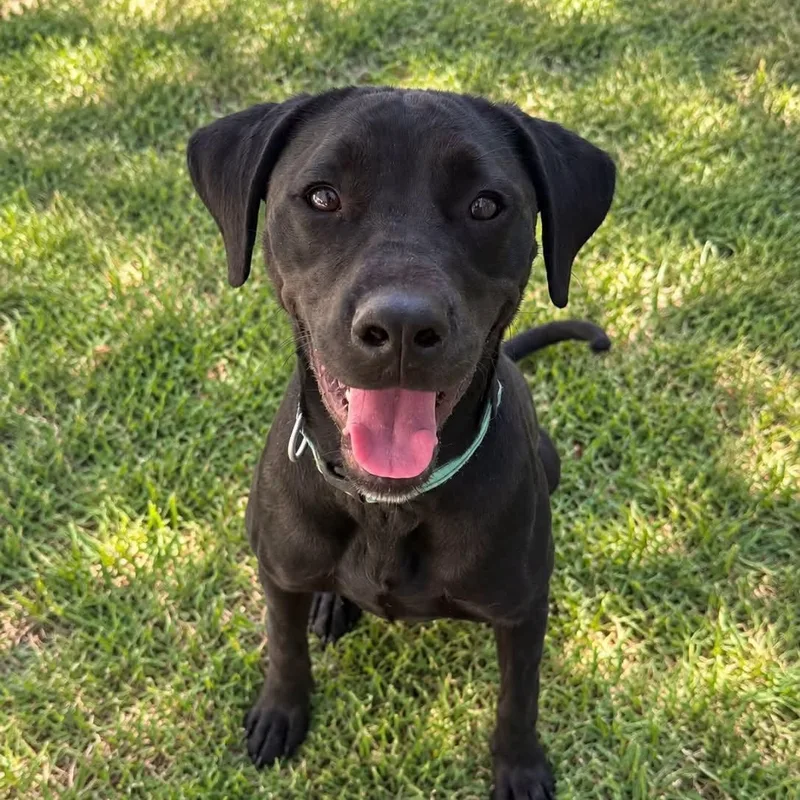A young medium-sized female Black Labrador Retriever dog named Dream for adoption in Warren, OH