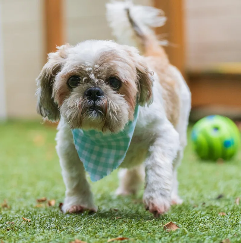 A senior small-sized male White / Cream Shih Tzu dog named Ralph for adoption in Port Washington, NY