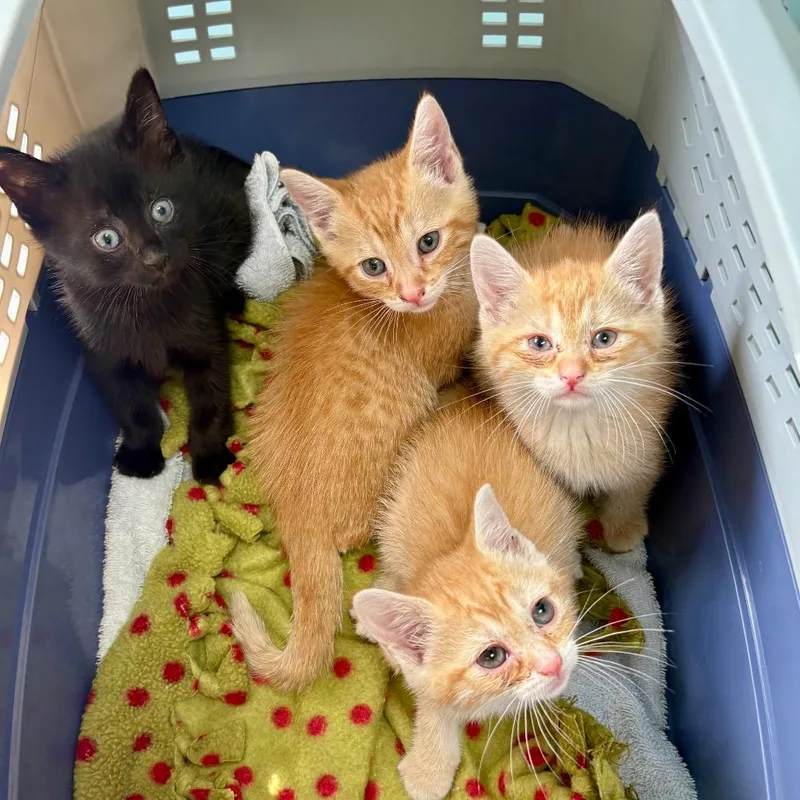 A baby small-sized female Orange / Red Domestic Short Hair cat named Delta for adoption in New Fairfield, CT