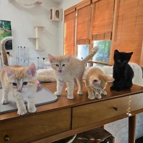 Delta thumbnail 2