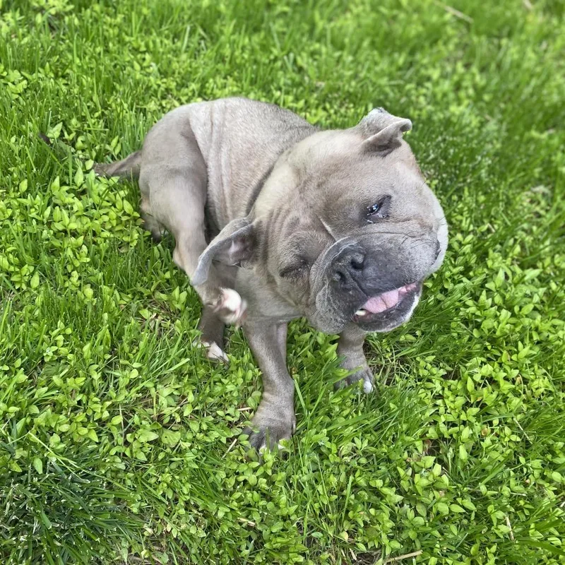 An adult medium-sized female Gray / Blue / Silver English Bulldog dog named Memphis for adoption in Sinking Spring, PA