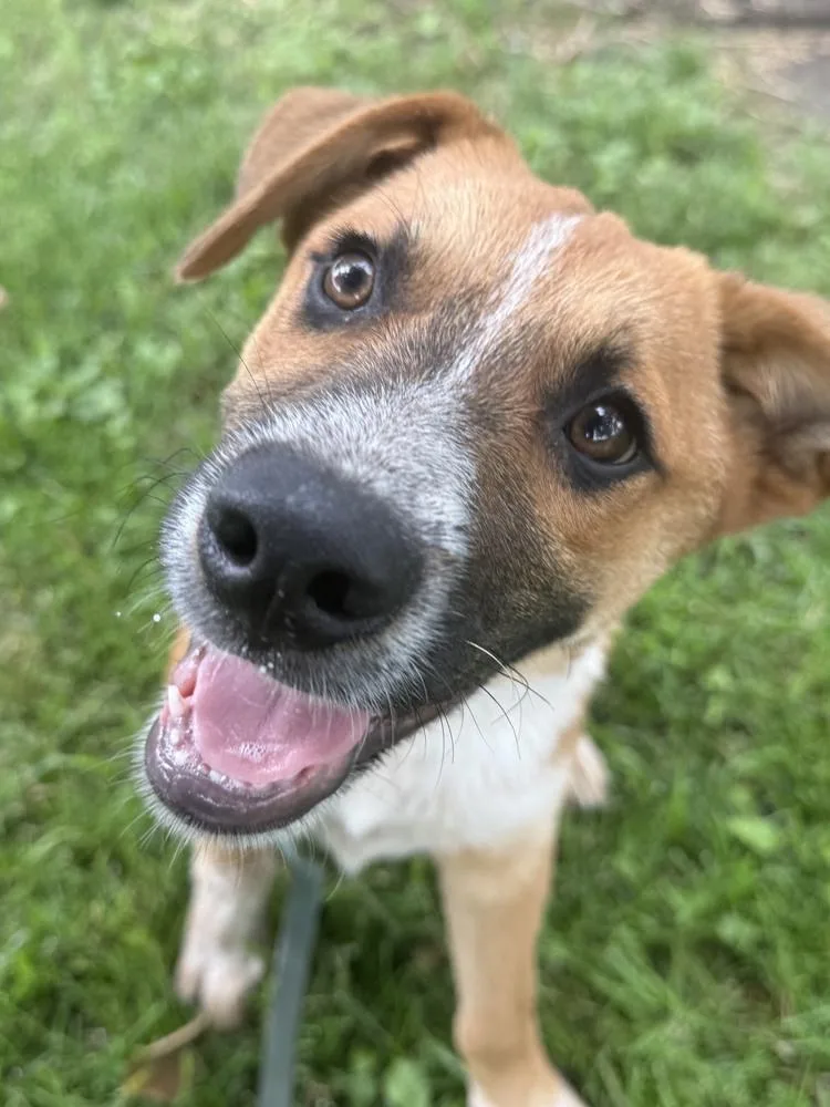 A baby medium-sized male Retriever dog named Cy  Cypress  for adoption in Green Ridge, MO