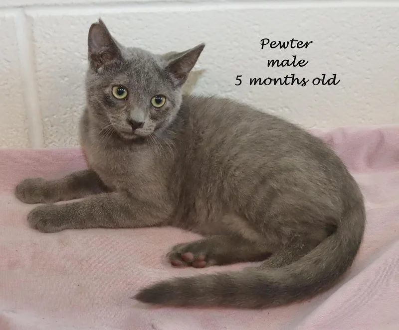 A baby medium-sized male Gray / Blue / Silver Russian Blue cat named Pewter for adoption in Euclid, OH