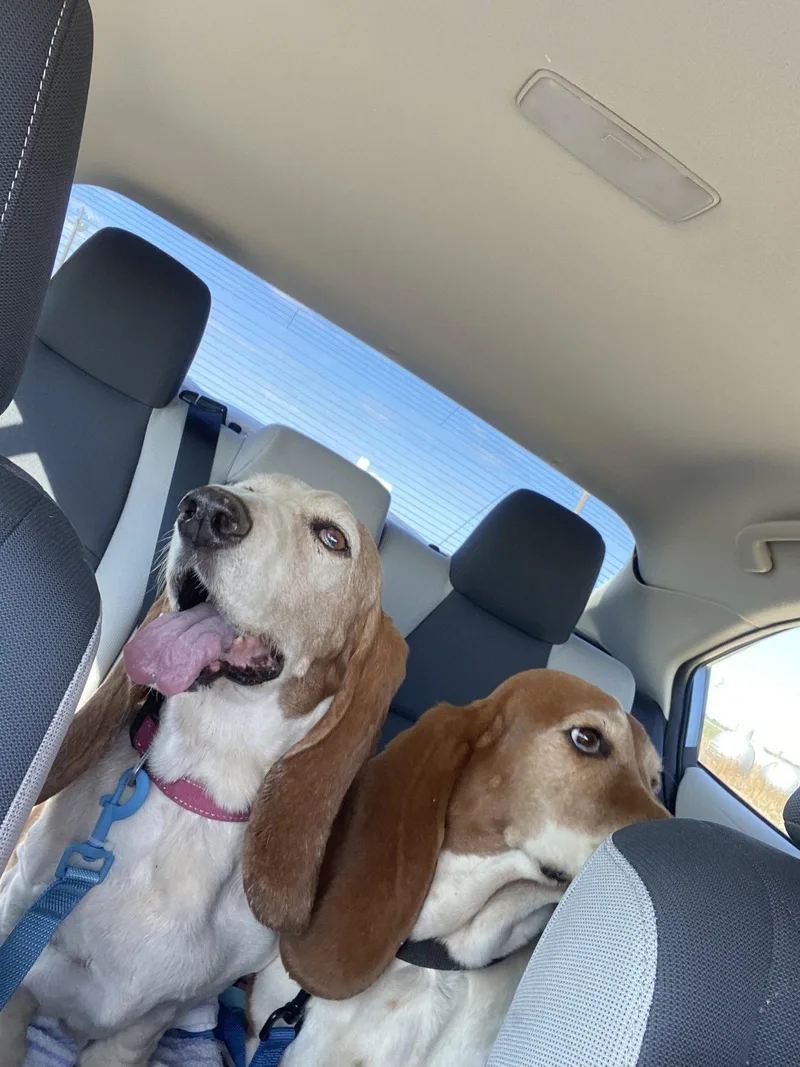 A senior large-sized male Basset Hound dog named Thorin for adoption in Grapevine, TX