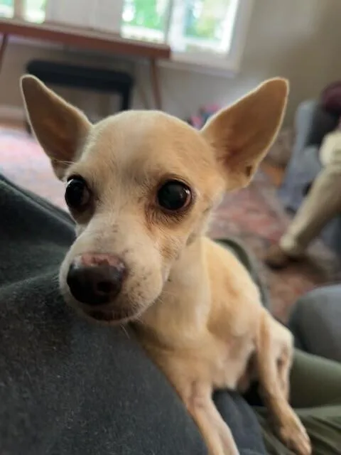 Vince Gill thumbnail 3