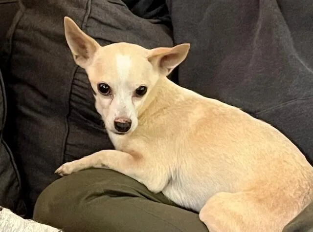 Vince Gill thumbnail 4