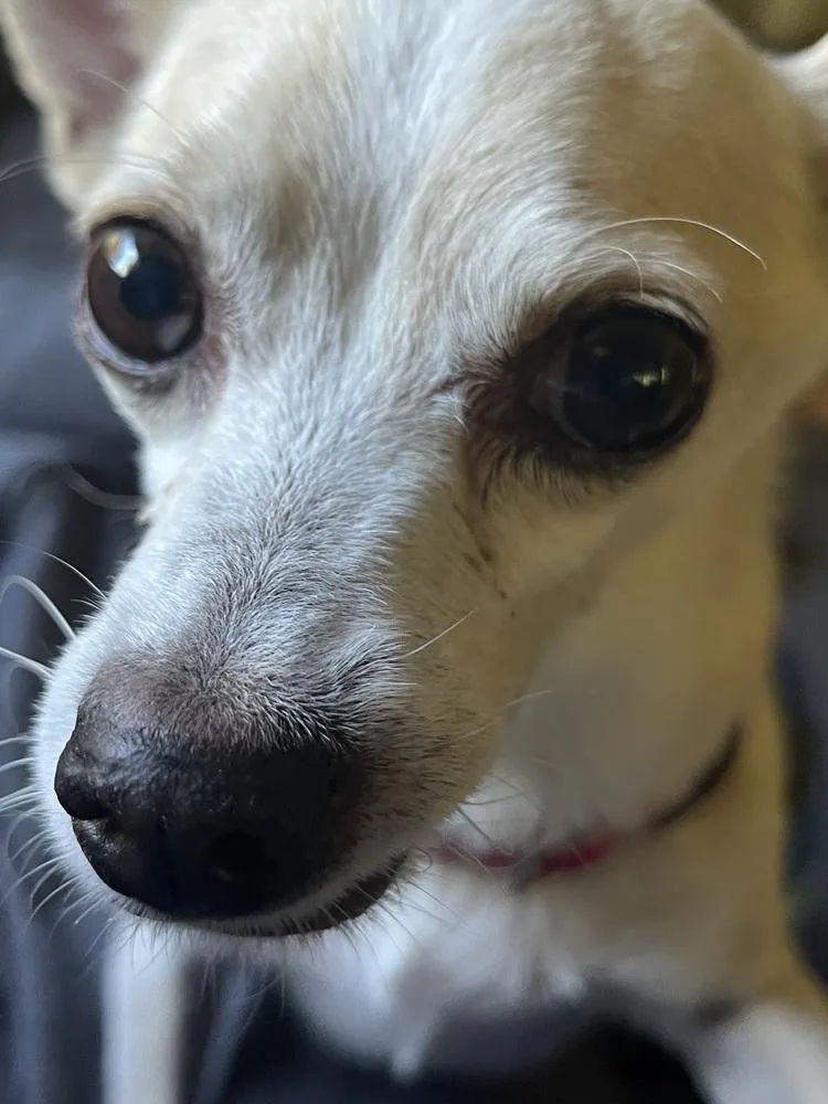 Vince Gill thumbnail 5