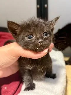 A baby medium-sized male Black Domestic Short Hair cat named Taylor for adoption in Winter Haven, FL