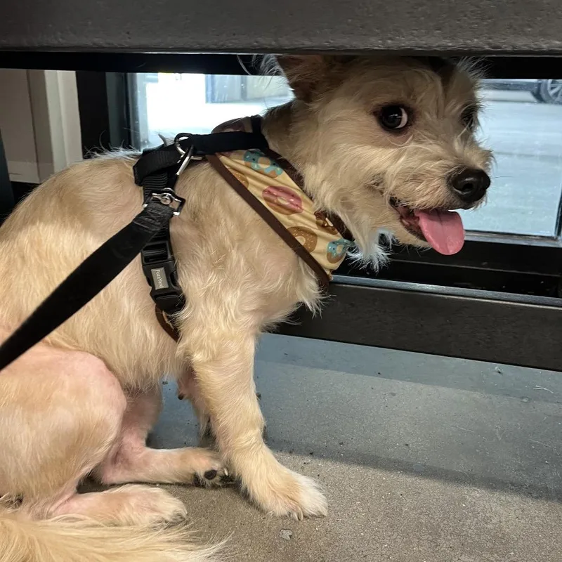 An adult small-sized female Yellow / Tan / Blond / Fawn Cairn Terrier dog named Nila for adoption in Tampa, FL