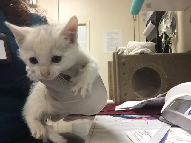 A baby small-sized male Domestic Short Hair cat named Olaf for adoption in Riverside, CA