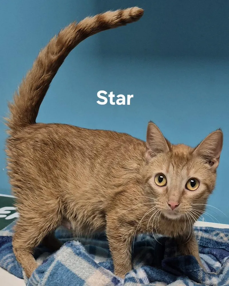 Star