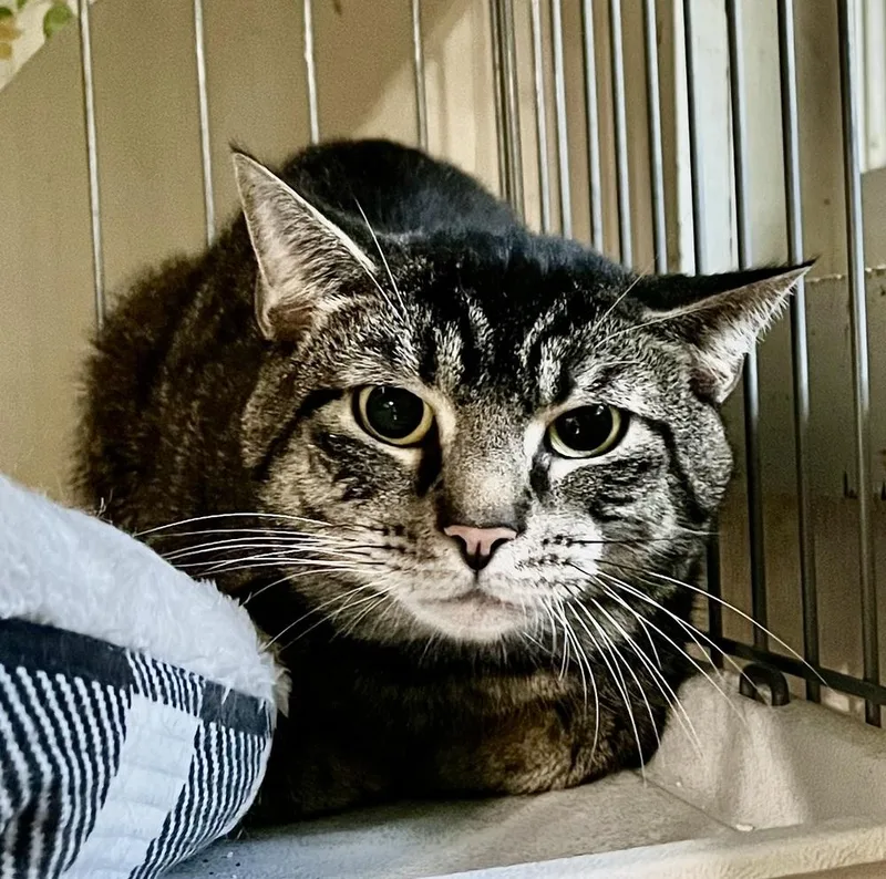 An adult medium-sized male Black & White / Tuxedo Domestic Short Hair cat named Taylor Feral Cat for adoption in Franklin, WV