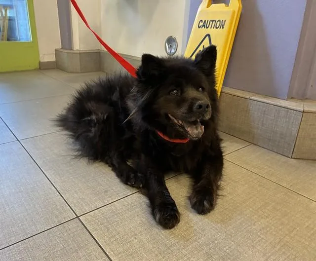 A senior medium-sized male Chow Chow dog named A for adoption in Rancho Cucamonga, CA