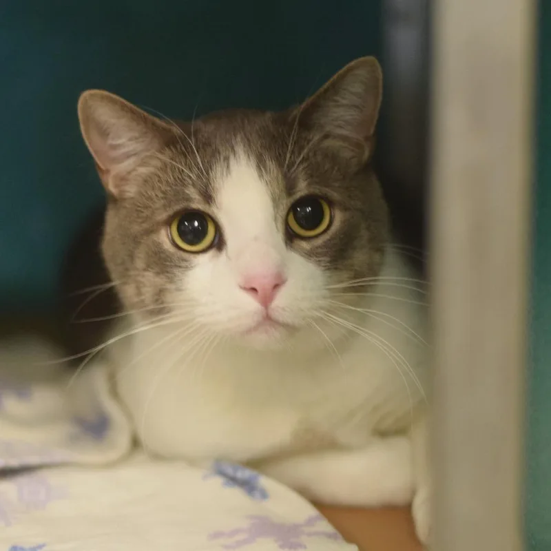An adult large-sized male Gray / Blue / Silver Domestic Short Hair cat named Jack for adoption in Belleville, IL