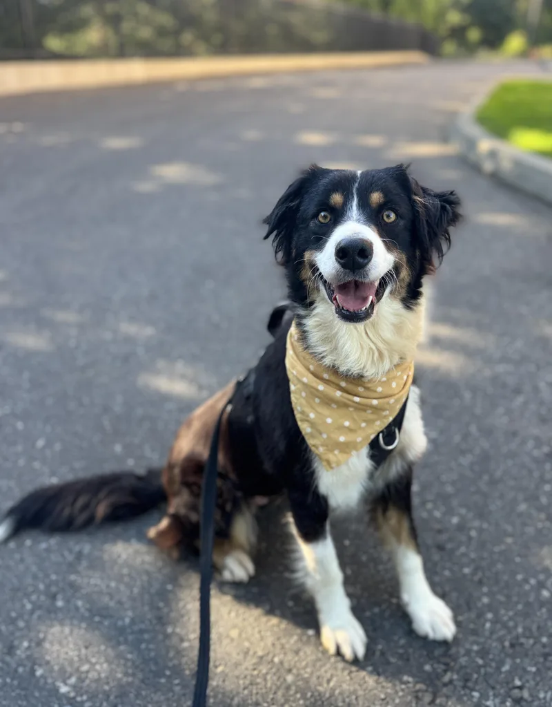 An adult medium-sized female Tricolor (Brown, Black, & White) Australian Shepherd dog named Corina for adoption in lynnwood , WA