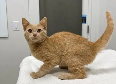 A baby small-sized male Buff / Tan / Fawn Domestic Short Hair cat named Midas for adoption in Kansas City, MO