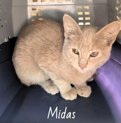 Midas thumbnail 2