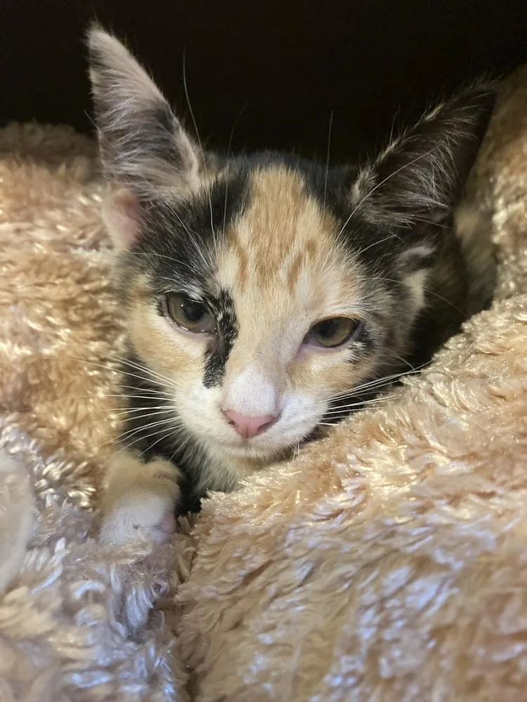 A baby medium-sized female Domestic Short Hair cat named Poppy for adoption in Oceanside, CA
