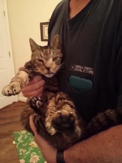 A senior medium-sized male Domestic Short Hair cat named Eisen for adoption in Knoxville, TN