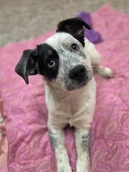 A baby medium-sized female Cattle Dog dog named Harlie for adoption in Westland, MI
