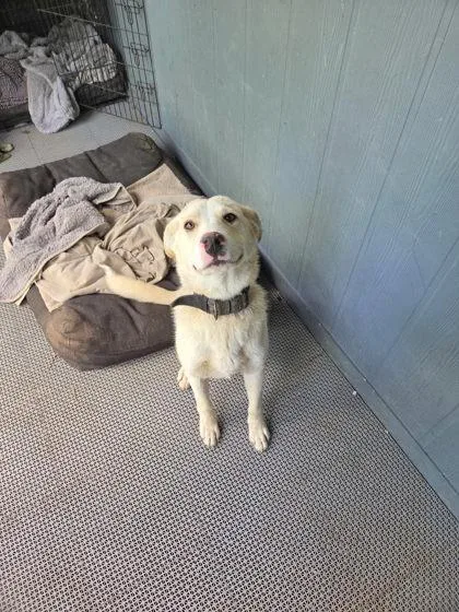 A baby large-sized male Retriever dog named Pretty Squidward for adoption in Fresno, CA