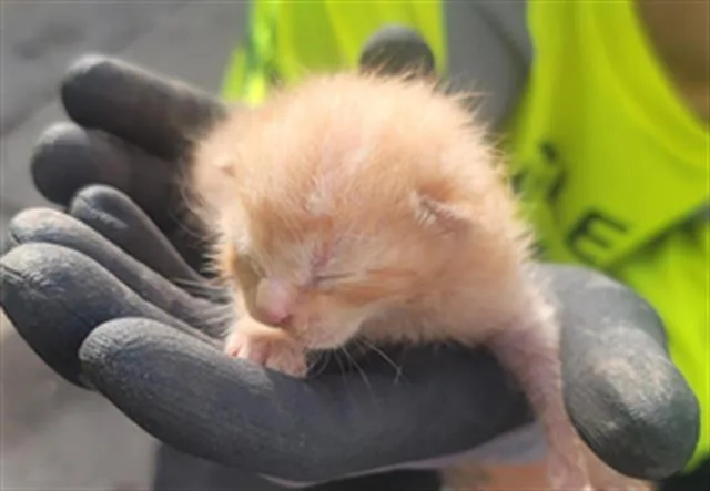 A baby medium-sized male American Curl cat named Tomco for adoption in Dallas, TX