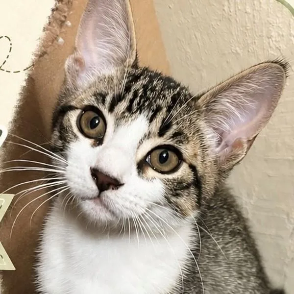 A baby small-sized male Domestic Short Hair cat named Buzz for adoption in Walnut Creek, CA