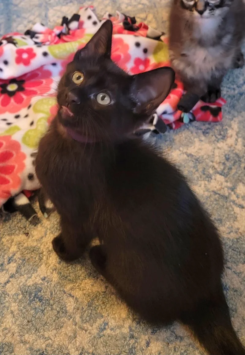 A baby large-sized male Black Domestic Short Hair cat named Saffron for adoption in Rochester Hills, MI