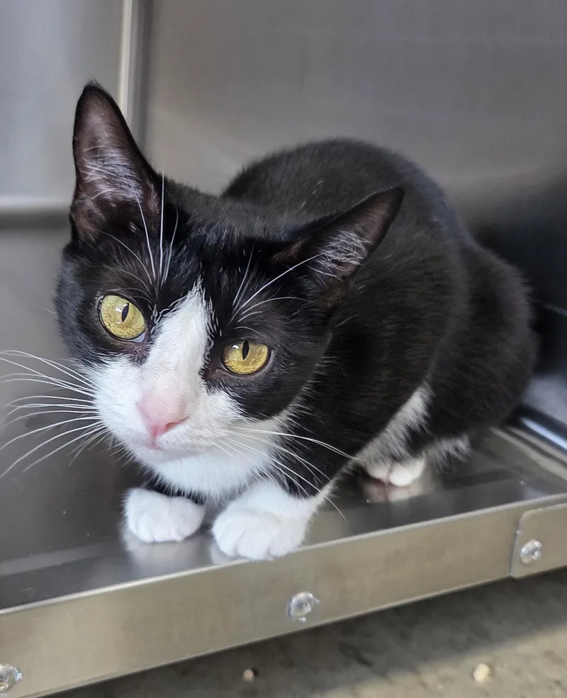 A young medium-sized female Black & White / Tuxedo Domestic Short Hair cat named Azalea for adoption in Seneca, PA