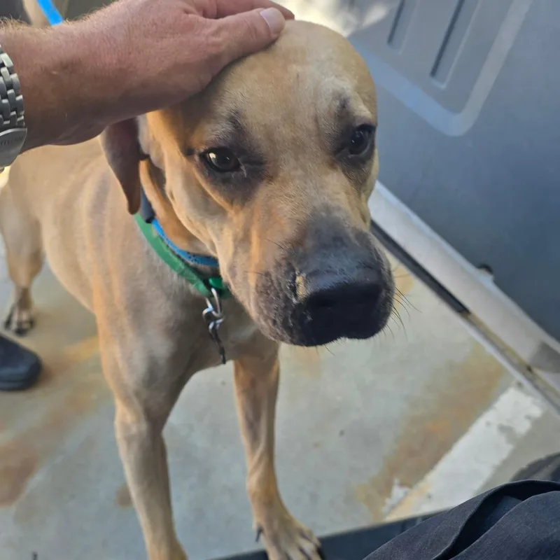 An adult large-sized male Black Mouth Cur dog named Max for adoption in Galveston, TX