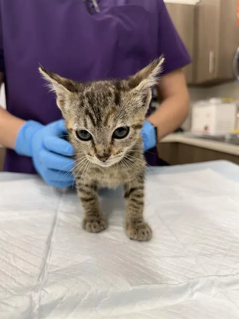 A baby small-sized female Domestic Short Hair cat named Michi for adoption in Baytown, TX