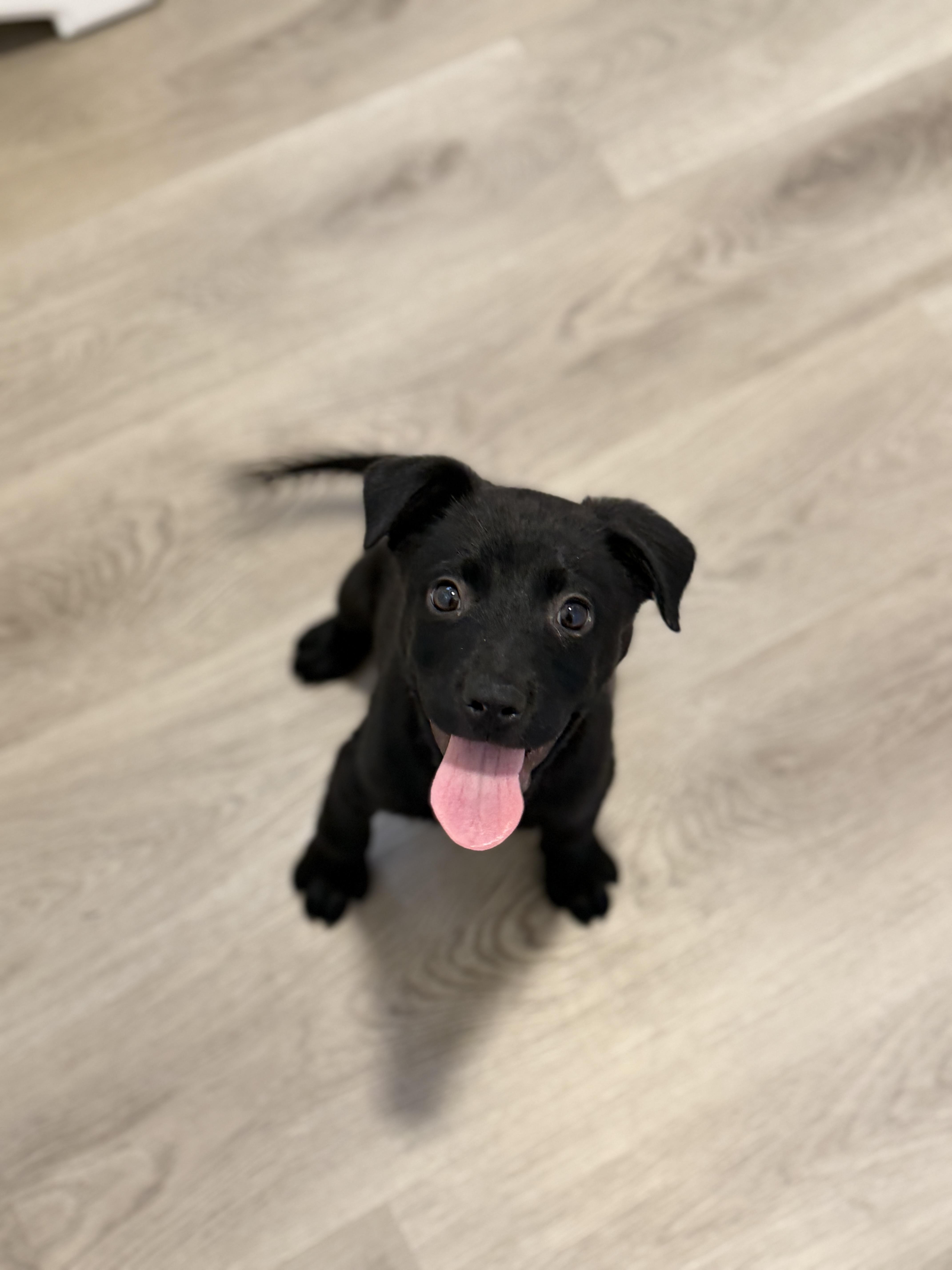 A baby medium-sized male Labrador Retriever dog named Asagio for adoption in San Diego, CA