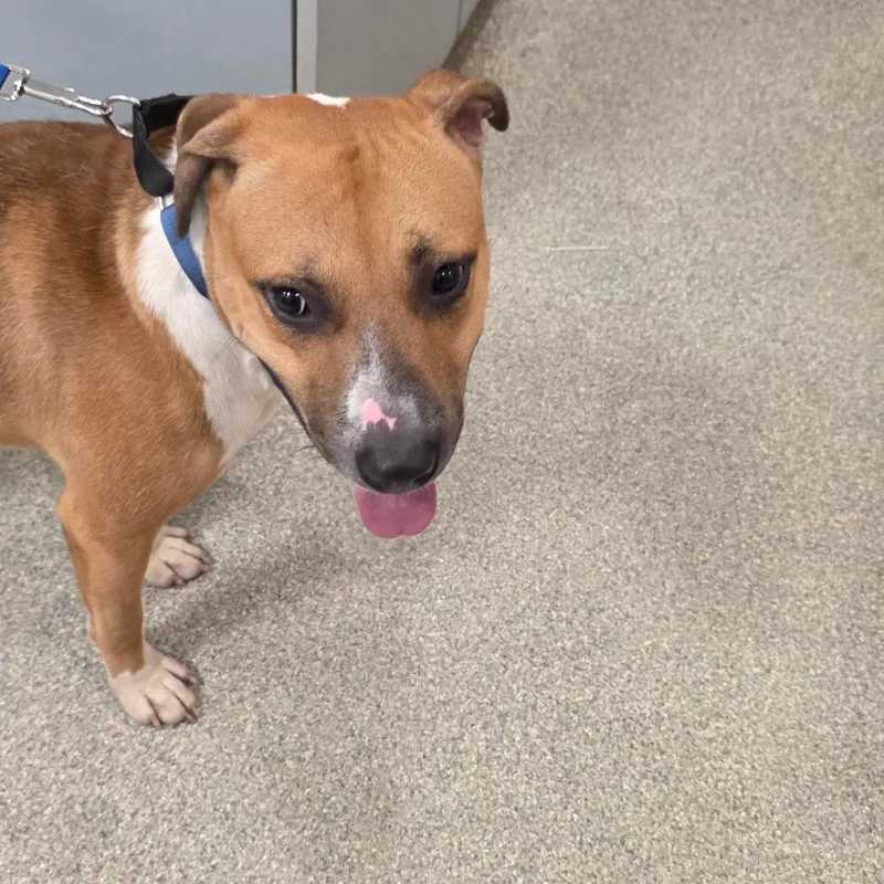 An adult large-sized male Mixed Breed dog named Stanley for adoption in Jacksonville, FL