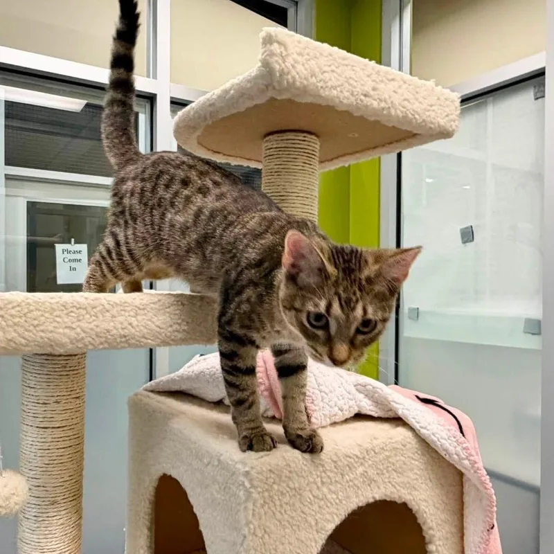 A baby medium-sized male Domestic Short Hair cat named Jordy for adoption in Columbia, IL