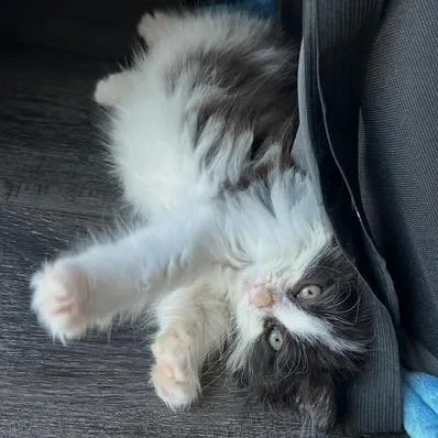 A baby small-sized female White Domestic Long Hair cat named Shakira for adoption in Lindenhurst, NY