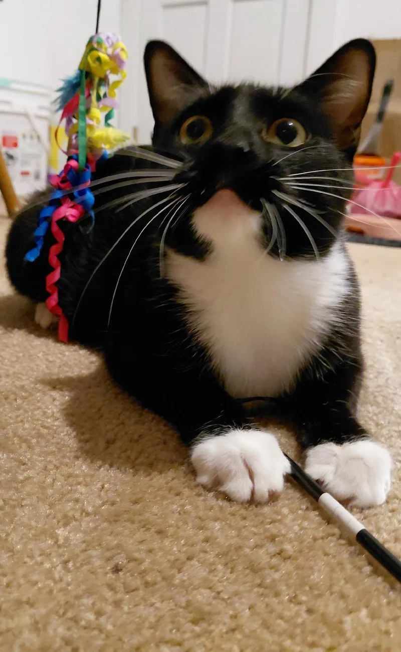 Greta Stauffer thumbnail 4